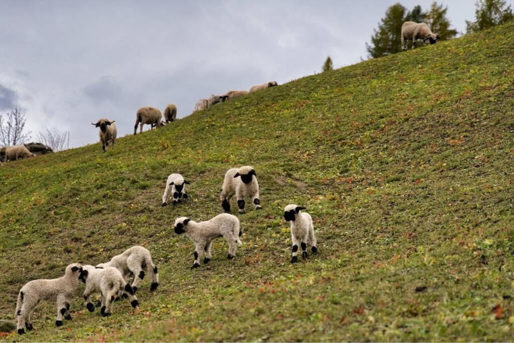 Alpia 26 - Zwei Zimmerwohnung In Traditionellem Walliser Haus Gasenried Dış mekan fotoğraf